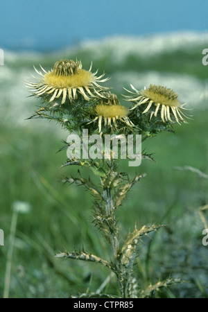 CARLINE THISTLE Carlina vulgaris (Asteraceae) Stock Photo