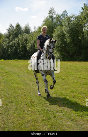 Teenage girl riding appaloosa horse, Stanwell Moor, Surrey, England, United Kingdom Stock Photo