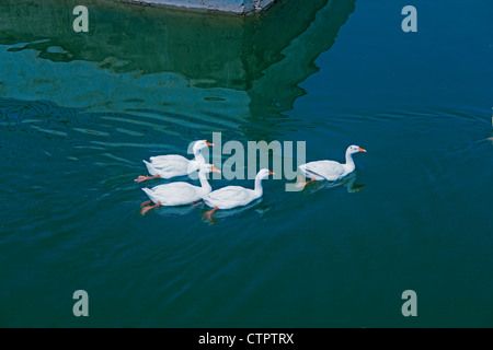 Domestic ducks, Anas platyrhynchos f domestica in a pond, Pune, Maharashtra, India Stock Photo