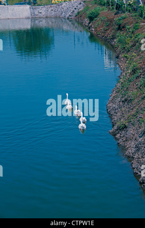 Domestic ducks, Anas platyrhynchos f domestica in a pond, Pune, Maharashtra, India Stock Photo