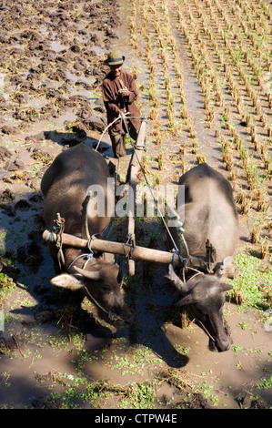 local man with his team of water buffalo at work in a rice field java indonesia Stock Photo