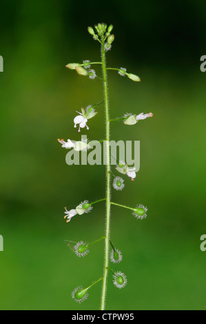ENCHANTER’S-NIGHTSHADE Circaea lutetiana (Onograceae) Stock Photo