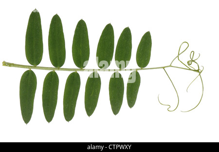 BUSH VETCH Vicia sepium (Fabaceae) Stock Photo