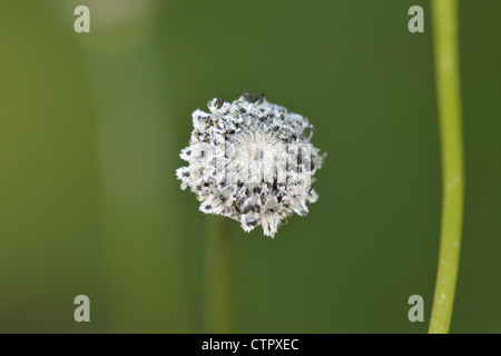 PIPEWORT Eriocaulon aquaticum (Eriocaulaceae) Stock Photo