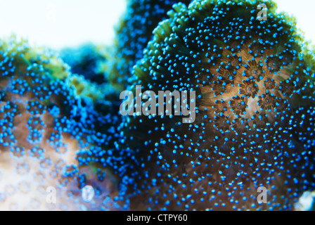 This is an image of coral polyps Stock Photo