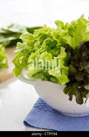 Red oak,Green oak lettuce Stock Photo