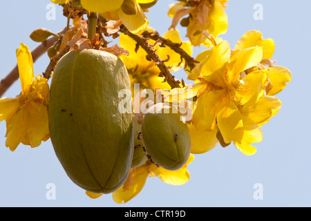 Flowering and fruiting kapok tree (Ceiba pentandra), Kimberley, Western Australia, Australia Stock Photo
