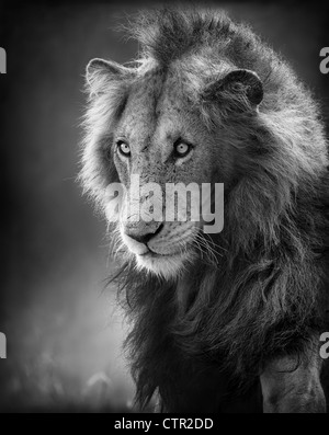 Male Lion Portrait (Artistic processing) - Kruger National Park - South Africa Stock Photo