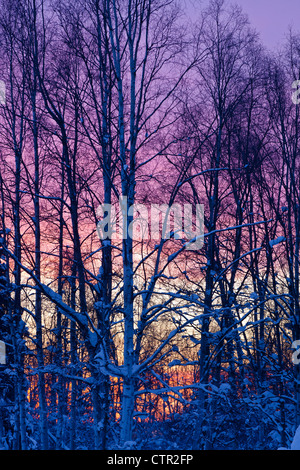 Sunset glow behind a birch forest in Russian Jack Springs Park, Anchorage, Southcentral Alaska, Winter Stock Photo