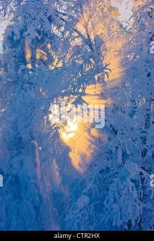 Sun filtering through fog in hoarfrost covered forest Russian Jack Springs Park Anchorage Southcentral Alaska Digitally Stock Photo