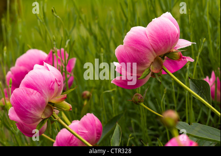 Pink peony flowers 'Bowl of Beauty' AGM