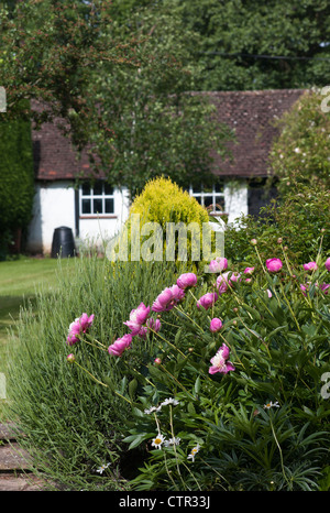 Peonies 'Bowl of Beauty' in an English cottage style garden