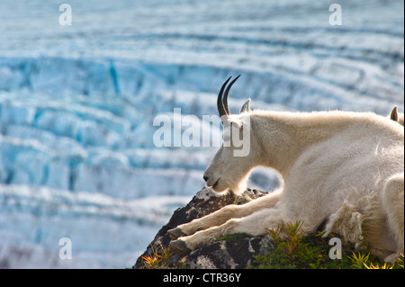 Close up of a female Mountain Goat lying on a hillside with Exit Glacier in the background, Southcentral Alaska, Summer Stock Photo