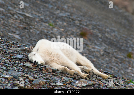 A young Mountain goat billy is resting on hillside near Harding Icefield Trail Exit Glacier in Kenai Fjords National Park in Stock Photo