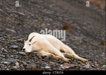 A young Mountain goat billy is resting on hillside near Harding Icefield Trail Exit Glacier in Kenai Fjords National Park in Stock Photo