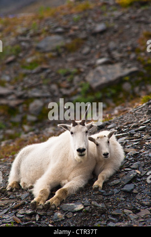 Mountain goat kid looking at its mom Stock Photo - Alamy