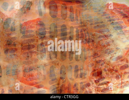 Abstract organic texture (for background) Stock Photo