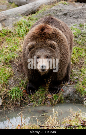 CAPTIVE: Male Kodiak Brown bear 20-month-old cub stands on hind feed ...