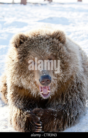 CAPTIVE: Young female Kodiak Brown bear frosty face lying on snow Alaska Wildlife Conservation Center Southcentral Alaska Winter Stock Photo