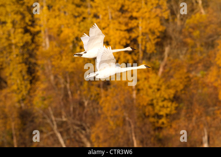 Two Trumpeter Swans in flight over Potter Marsh, Anchorage, Southcentral Alaska, Autumn Stock Photo