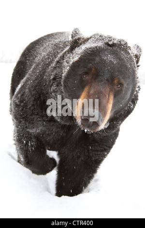 CAPTIVE: High angle portrait large Black Bear looking upwards Alaska Wildlife Conservation Center Southcentral Alaska Winter Stock Photo