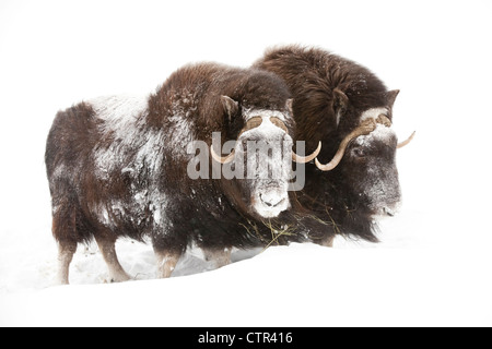 CAPTIVE: Three female Musk Ox stand in deep snow during a winter storm, Alaska Wildlife Conservation Center, Southcentral Alaska Stock Photo