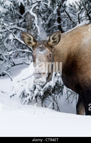 Close up of a female moose with snow on its face from browsing in deep snow for food, Anchorage, Southcentral Alaska, Winter Stock Photo