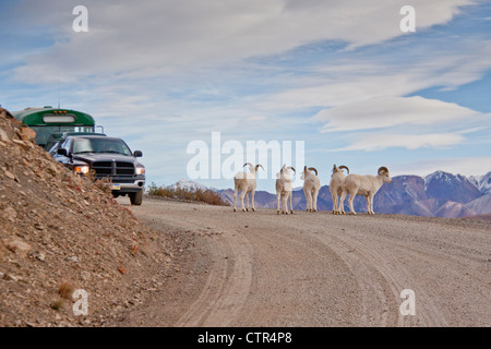 Four young Dall Sheep rams block road preventing traffic moving  Polychrome Pass Denali National Park Preserve Interior Alaska Stock Photo