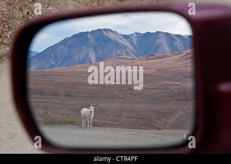 View of a young Dall Sheep ram a rear view side mirror on the road in Polychrome Pass, Denali National Park & Preserve, Autumn Stock Photo