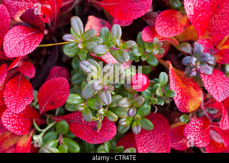 Macro of Low Bush cranberries with Bearberry, Maclaren River Valley, Southcentral Alaska, Autumn Stock Photo