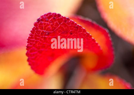 Macro of a Bearberry leaf, Maclaren River Valley, Southcentral Alaska, Autumn Stock Photo