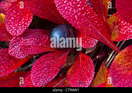 Macro of a Bearberry and foliage, Maclaren River Valley, Southcentral Alaska, Autumn Stock Photo