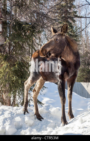 Young female moose stands on a snow berm to feed on birch twigs, Anchorage, Southcentral Alaska, Winter Stock Photo