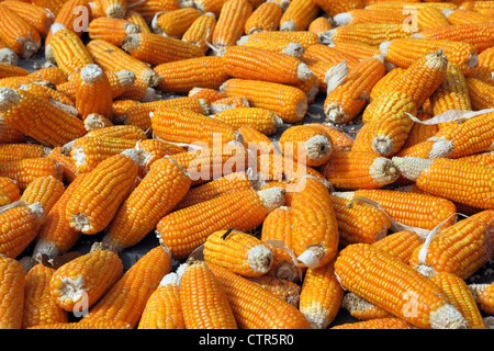 Yellow sweet corncobs drying in the sun. Stock Photo