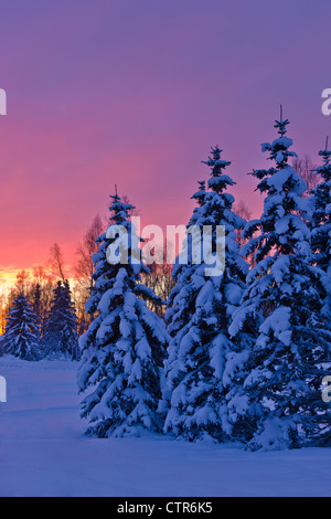 Sunset glow behind a row of snow covered spruce trees in Russian Jack Springs Park, Anchorage, Southcentral Alaska, Winter Stock Photo
