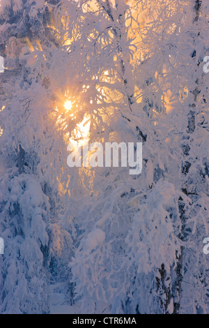 Sun filtering through the fog in a hoarfrost covered forest, Russian Jack Springs Park, Anchorage, Alaska, Digitally Enhanced. Stock Photo