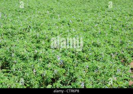 Agricultural crop of Lupins coming in to flower. Stock Photo