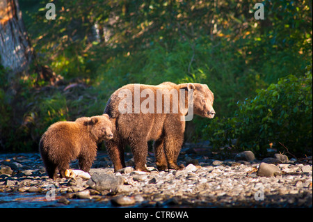 Brown Bear sow and cub feeding on salmon near the Russian River Kenai River Confluence, Kenai Peninsula, Alaska, Summer Stock Photo