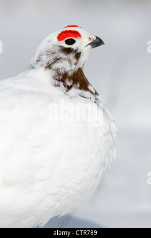 Close-up of Male Willow Ptarmigan changing from winter to breeding plumage  near Savage River, Denali National Park, Alaska Stock Photo