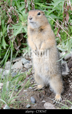 Arctic Ground Squirrel standing in Igloo Canyon, Denali National Park & Preserve, Interior Alaska, Summer Stock Photo