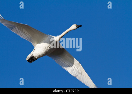 Trumpeter swan in flight over Potter Marsh with blue sky above, Southcentral Alaska, Autumn Stock Photo