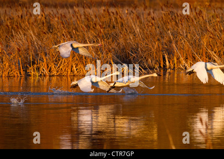 Trumpeter swans in flight over Potter Marsh with Autumn foliage in the background, Southcentral Alaska Stock Photo