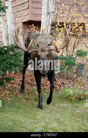 Large bull moose in a backyard in an Anchorage neighborhood, Southcentral Alaska, Autumn Stock Photo