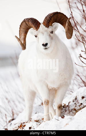 Front view of a full-curl Dall sheep ram, Chugach mountains, Southcentral Alaska, Winter Stock Photo