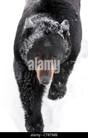 CAPTIVE: High angle view of a large Black Bear walking in snow and glances upward, Alaska Wildlife Conservation Center, Alaska Stock Photo