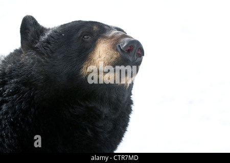 CAPTIVE: Low angle portrait of a large Black Bear, Alaska Wildlife Conservation Center, Southcentral Alaska, Winter Stock Photo