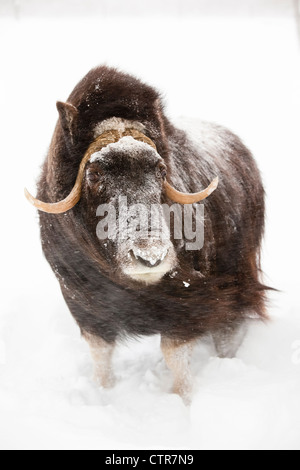 CAPTIVE: Cow muskox stands in deep snow during a winter storm, Alaska Wildlife Conservation Center, Southcentral Alaska, Winter Stock Photo