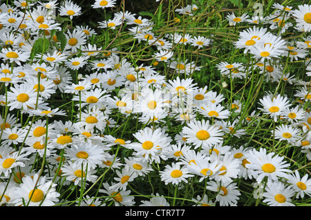 Ox-eye daisies Leucanthemum vulgare