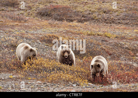 Sow and two three year old cubs feeding on berries near Toklat River, Denali National Park & Preserve, Interior Alaska, Autumn Stock Photo