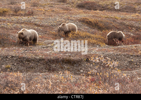 Sow and two three year old cubs feeding on berries near Toklat River, Denali National Park & Preserve, Interior Alaska, Autumn Stock Photo